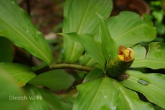 Costus malortieanus